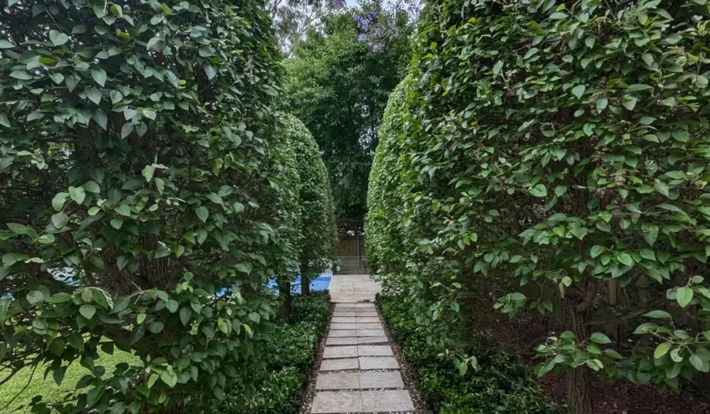 Bespoke topiary designs