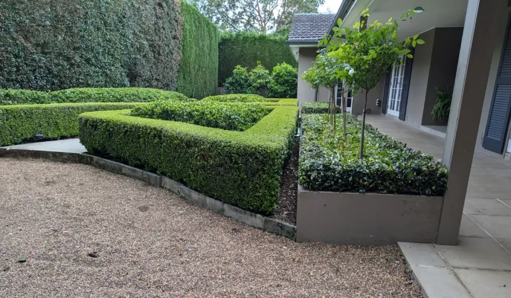 Evergreen hedges