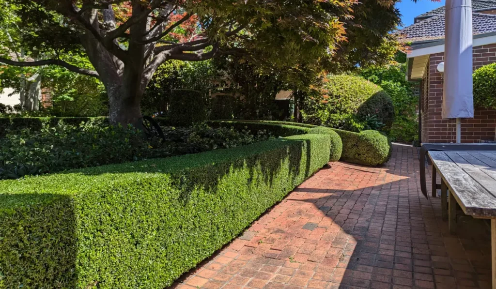 Hedge maintenance