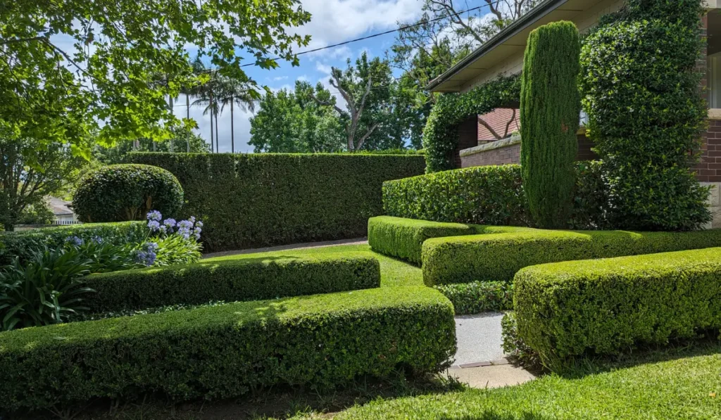 Low-maintenance hedges