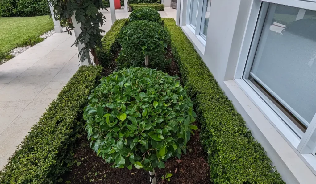Outdoor topiary