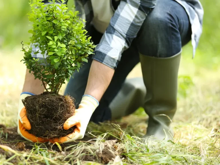 Planting