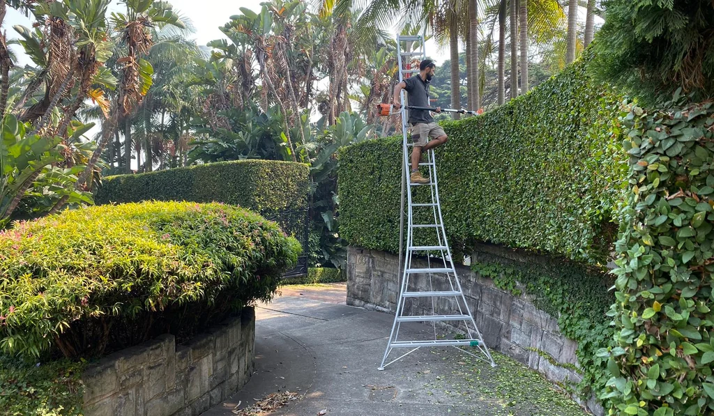 Hedge maintenance at height