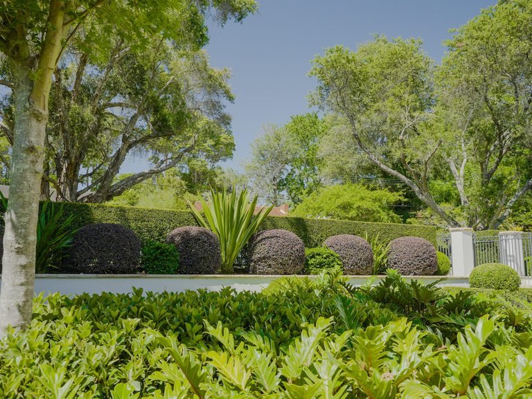 Formal hedge kept true on a Sydney North Shore garden