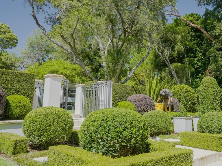 Shaped topiary in an established Northern Beaches garden