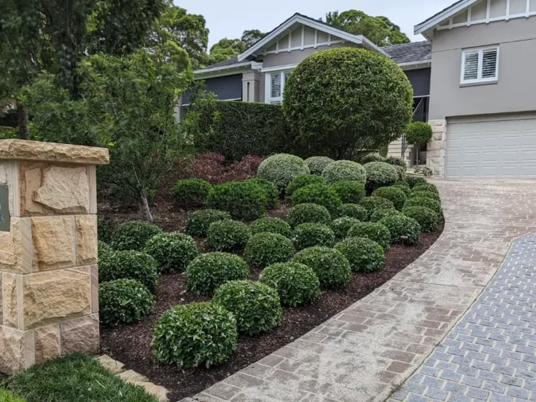 Mulched garden beds in an established Sydney garden